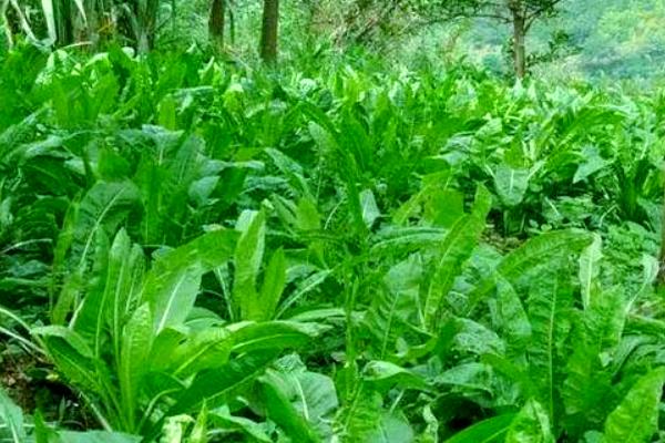 哪些牧草产量比较高，紫花苜蓿年产鲜草6-8吨左右