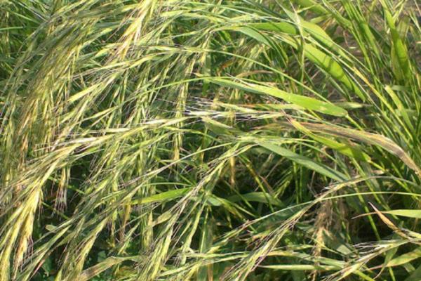 哪些牧草产量比较高，紫花苜蓿年产鲜草6-8吨左右