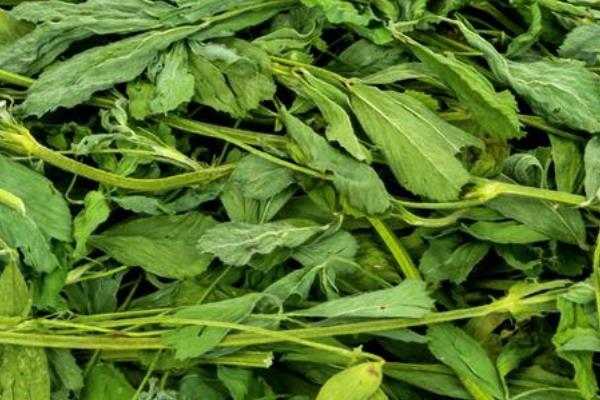 哪些牧草产量比较高，紫花苜蓿年产鲜草6-8吨左右