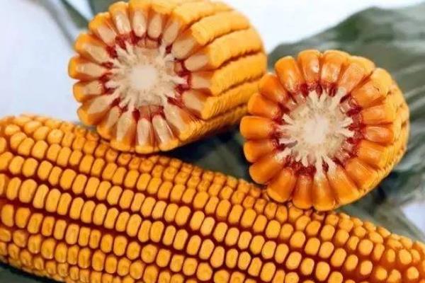 良玉119简介，出苗到成熟一共需要129天左右