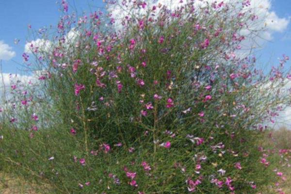 哪些牧草产量比较高，紫花苜蓿年产鲜草6-8吨左右