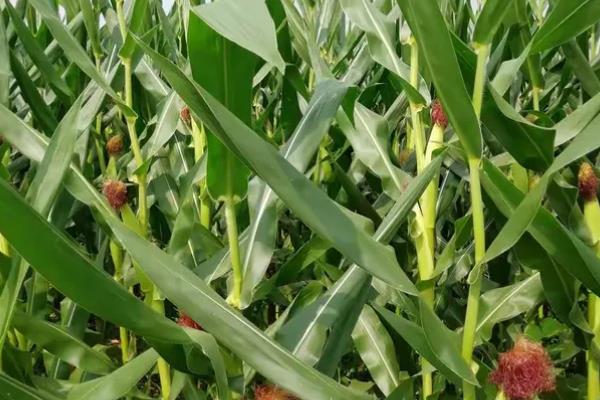 良玉119简介，出苗到成熟一共需要129天左右