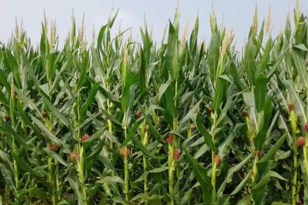 良玉119简介，出苗到成熟一共需要129天左右