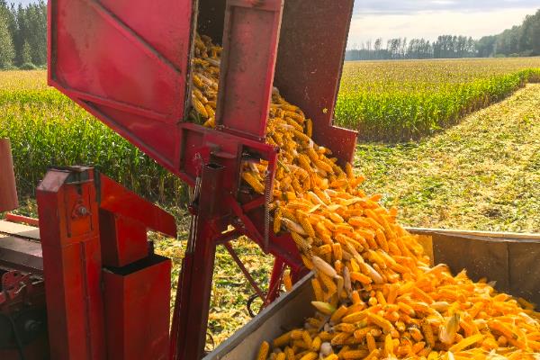 良玉119简介，出苗到成熟一共需要129天左右