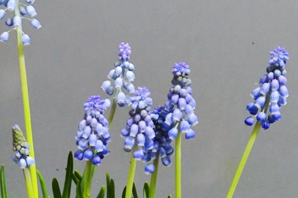 葡萄风信子的水培方法，要选择长势良好的植株作插穗