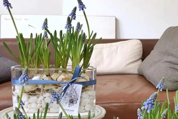 葡萄风信子的水培方法，要选择长势良好的植株作插穗