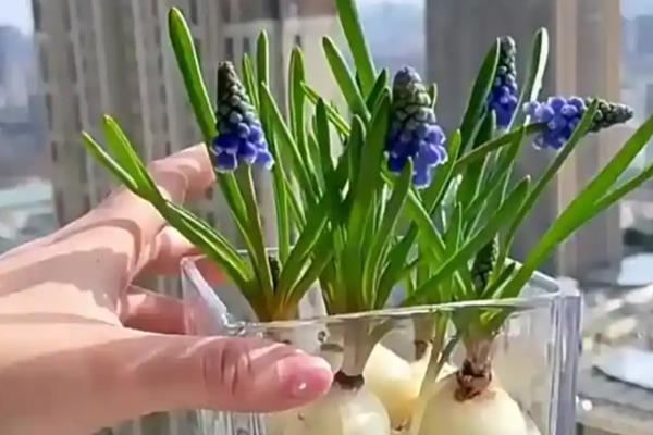 葡萄风信子的水培方法，要选择长势良好的植株作插穗