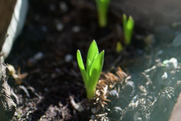 葡萄风信子的水培方法，要选择长势良好的植株作插穗