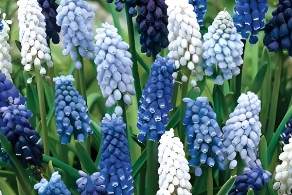 葡萄风信子的水培方法，要选择长势良好的植株作插穗