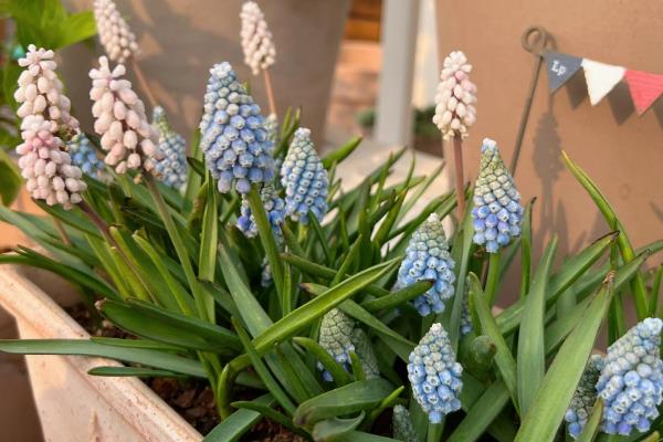 葡萄风信子的水培方法，要选择长势良好的植株作插穗