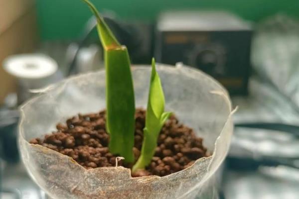 虎皮兰发芽后的分盆方法，将新芽沿着根系分割出来