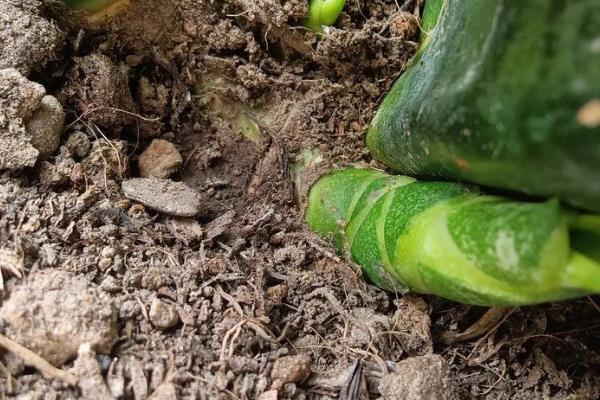 虎皮兰发芽后的分盆方法，将新芽沿着根系分割出来