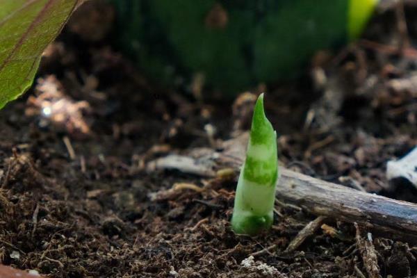 虎皮兰发芽后的分盆方法，将新芽沿着根系分割出来