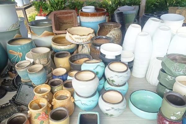 虎皮兰发芽后的分盆方法，将新芽沿着根系分割出来