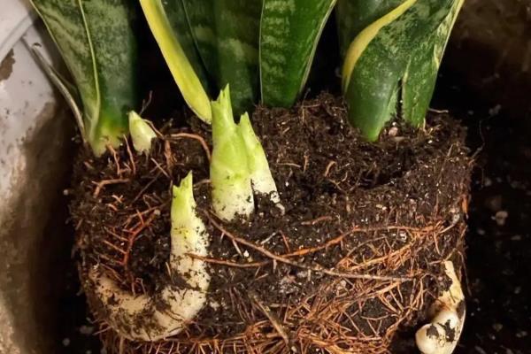 虎皮兰发芽后的分盆方法，将新芽沿着根系分割出来