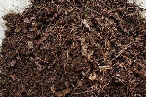 虎皮兰发芽后的分盆方法，将新芽沿着根系分割出来