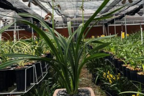 极品墨兰的品种，有绿墨、白墨墨兰等