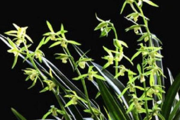 极品墨兰的品种，有绿墨、白墨墨兰等