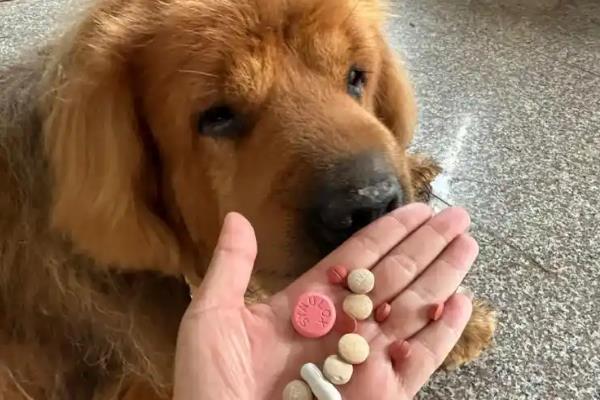 狗狗皮肤病怎么治疗,病情较重可使用抗真菌药物