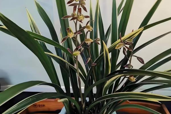 极品墨兰的品种，有绿墨、白墨墨兰等