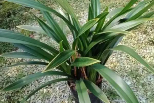 极品墨兰的品种，有绿墨、白墨墨兰等