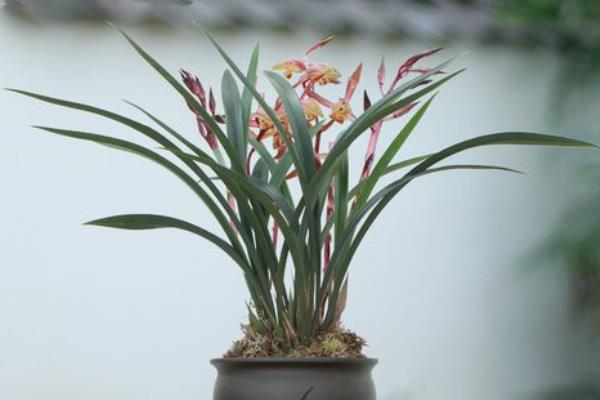 极品墨兰的品种，有绿墨、白墨墨兰等