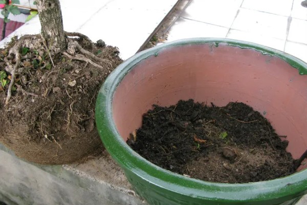 夏天能给白蜡换盆吗,建议不要在夏天换盆