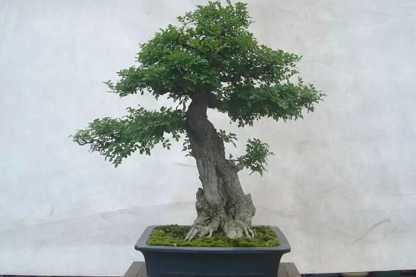 夏天能给白蜡换盆吗,建议不要在夏天换盆