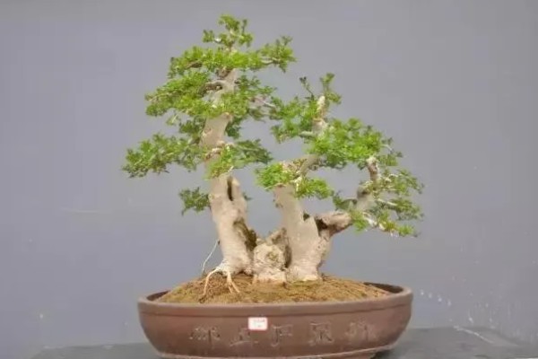 夏天能给白蜡换盆吗,建议不要在夏天换盆