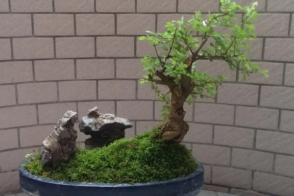 夏天能给白蜡换盆吗,建议不要在夏天换盆