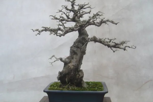 夏天能给白蜡换盆吗,建议不要在夏天换盆