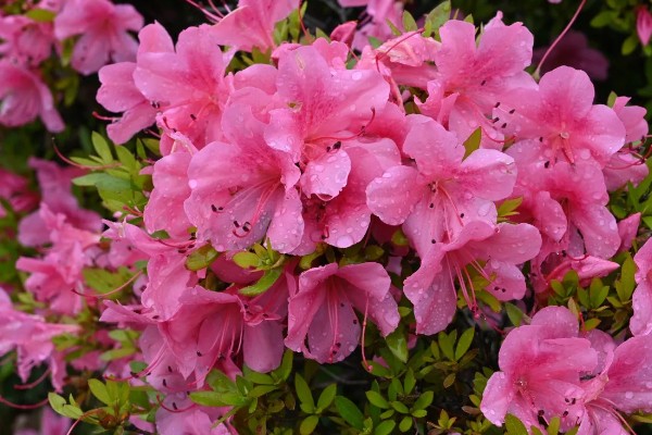 杜鹃花的开花时间，在每年的3-5月开花