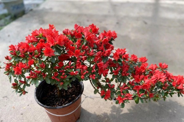 杜鹃花的开花时间，在每年的3-5月开花