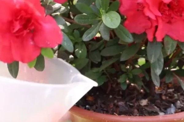 杜鹃花的开花时间，在每年的3-5月开花