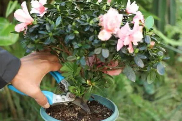 杜鹃花的开花时间，在每年的3-5月开花