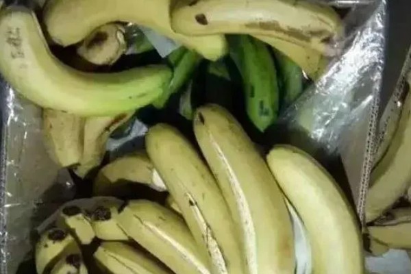 香蕉熟透了还可以吃吗,是可以吃的