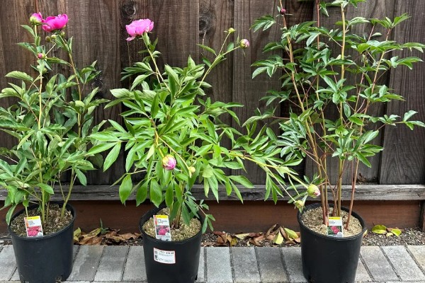 芍药花怎么养殖,平时放在向阳处
