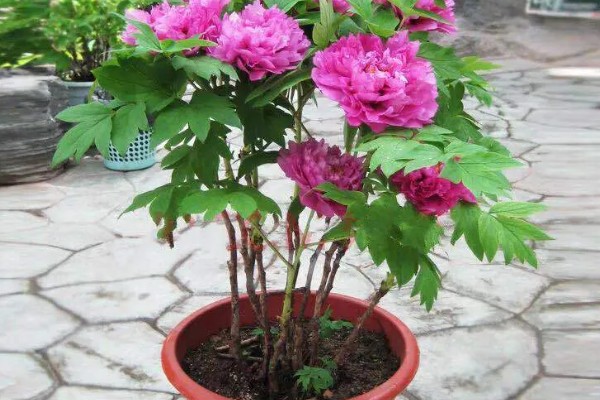 芍药花怎么养殖,平时放在向阳处