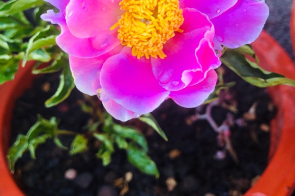 芍药花怎么养殖,平时放在向阳处