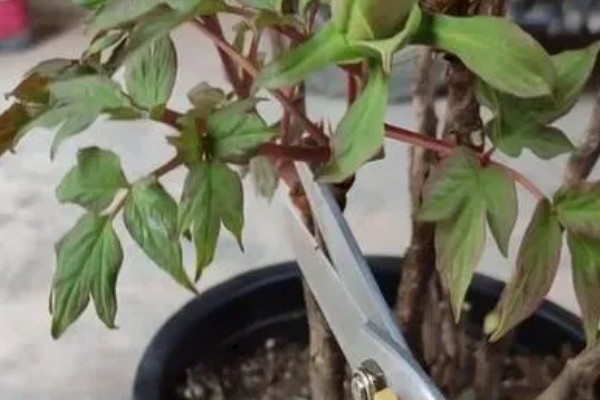 芍药花怎么养殖,平时放在向阳处
