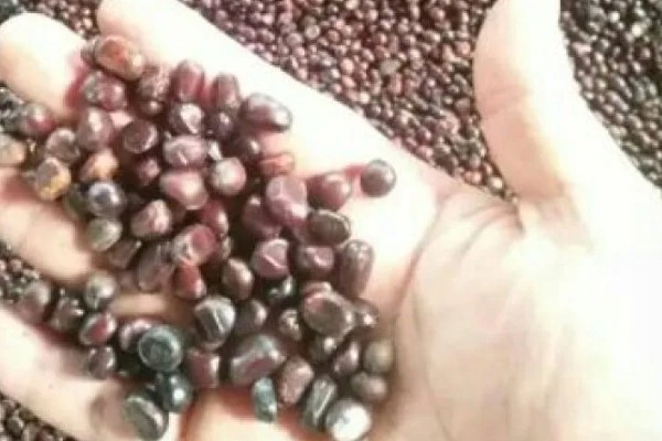 芍药花怎么养殖,平时放在向阳处