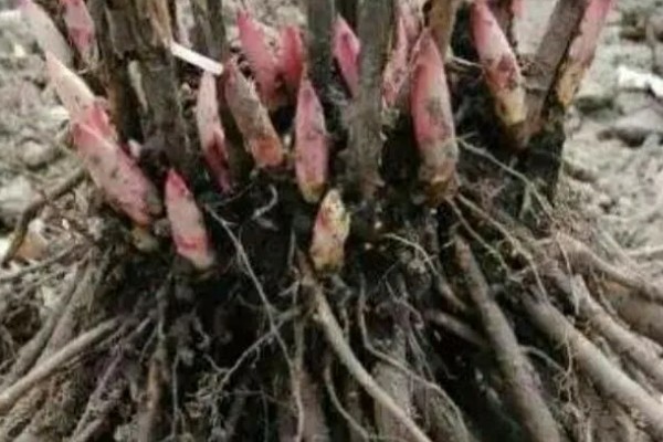 芍药花怎么养殖,平时放在向阳处