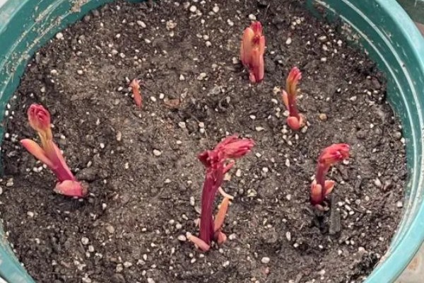 芍药花怎么养殖,平时放在向阳处