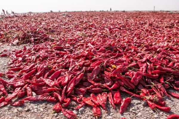 干辣椒要如何保存，注意一定要将袋口扎紧