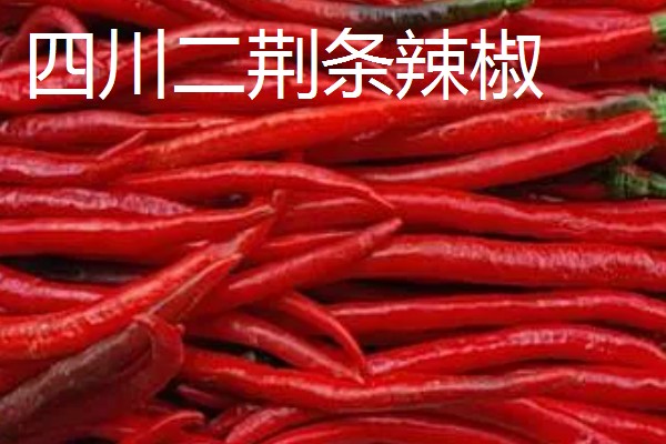 干辣椒要如何保存，注意一定要将袋口扎紧