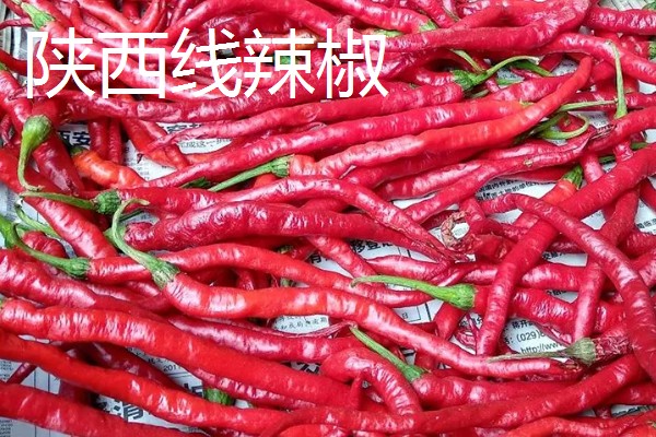 干辣椒要如何保存，注意一定要将袋口扎紧