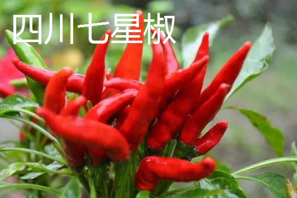 干辣椒要如何保存，注意一定要将袋口扎紧