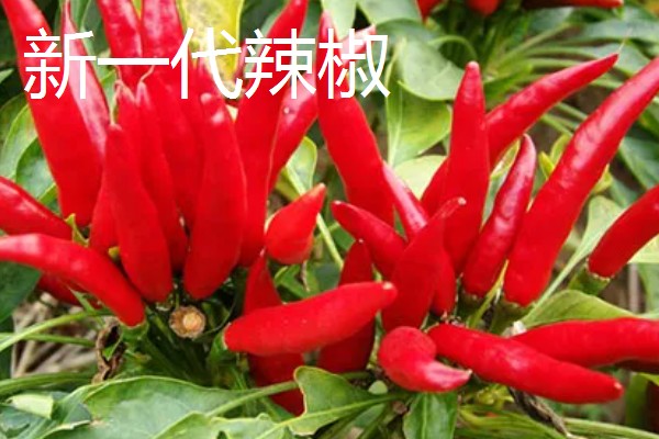 干辣椒要如何保存，注意一定要将袋口扎紧