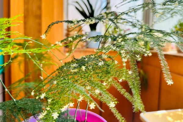 文竹什么时候开花，环境适宜3年之内就会开花