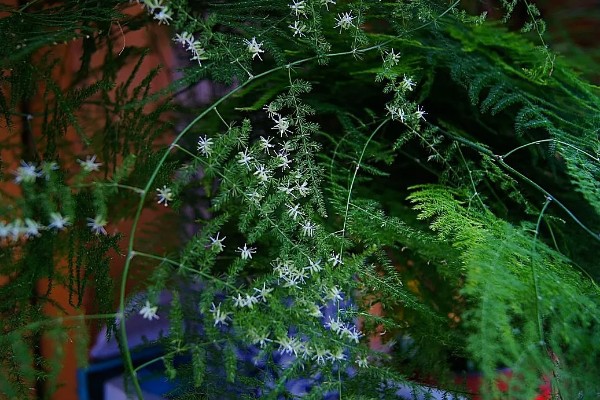 文竹什么时候开花，环境适宜3年之内就会开花